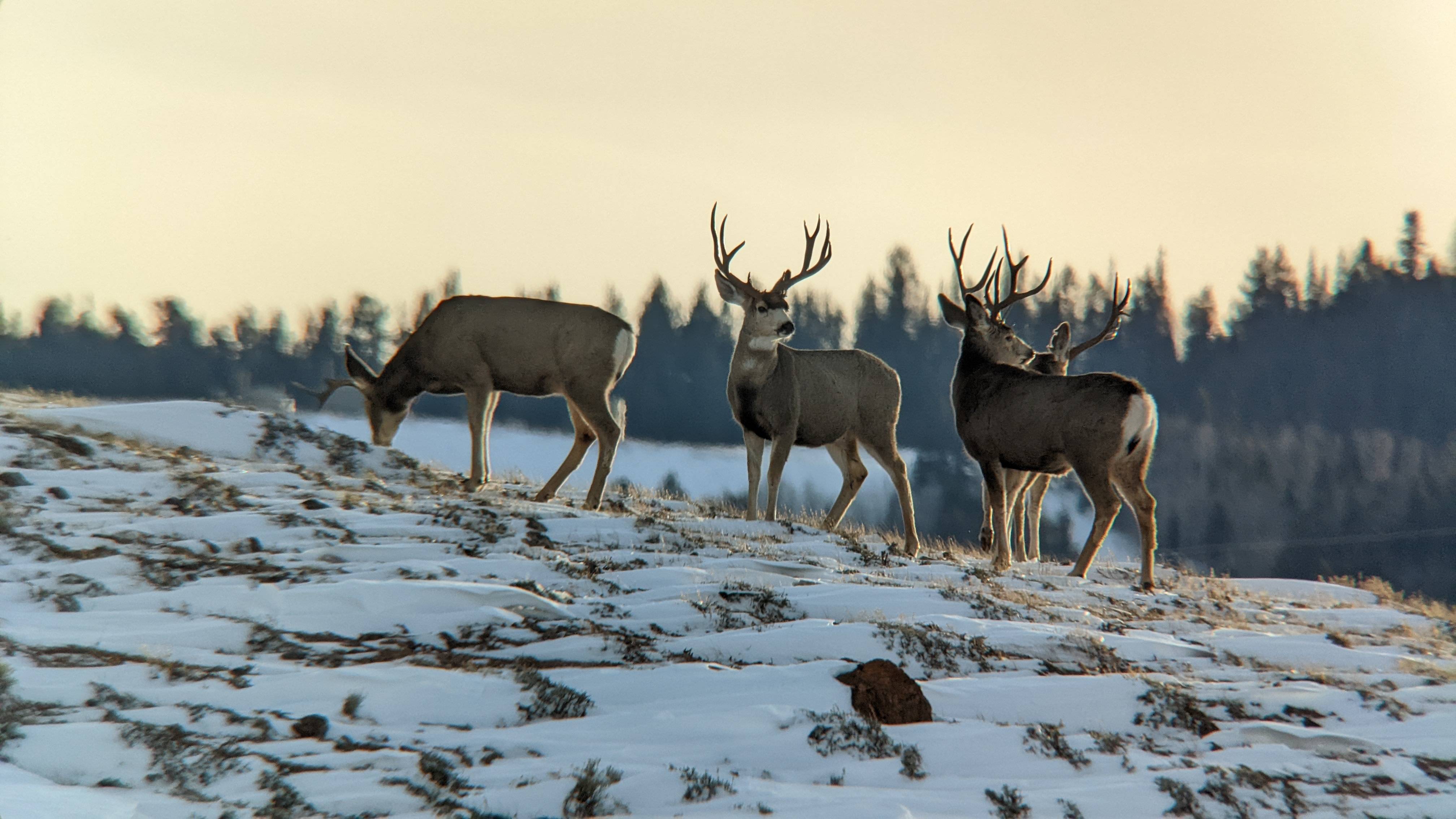 Crusader Crypto Receiver Set - Fulcrum Outdoors
