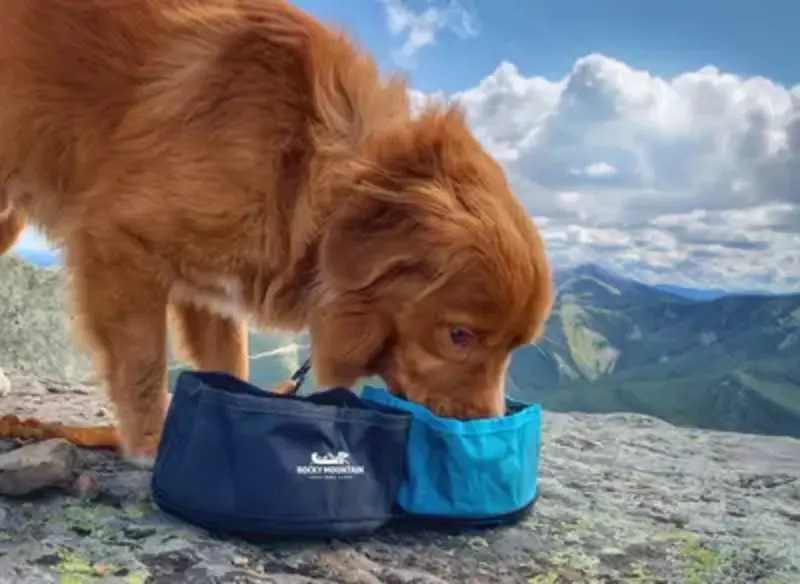 Rocky Mountain Dog Collapsible Travel Dog Bowl