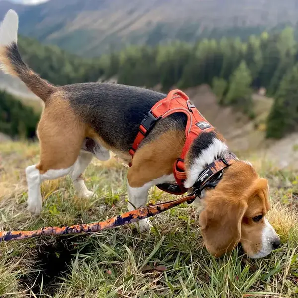 Rocky Mountain Dog All Terrain Harness