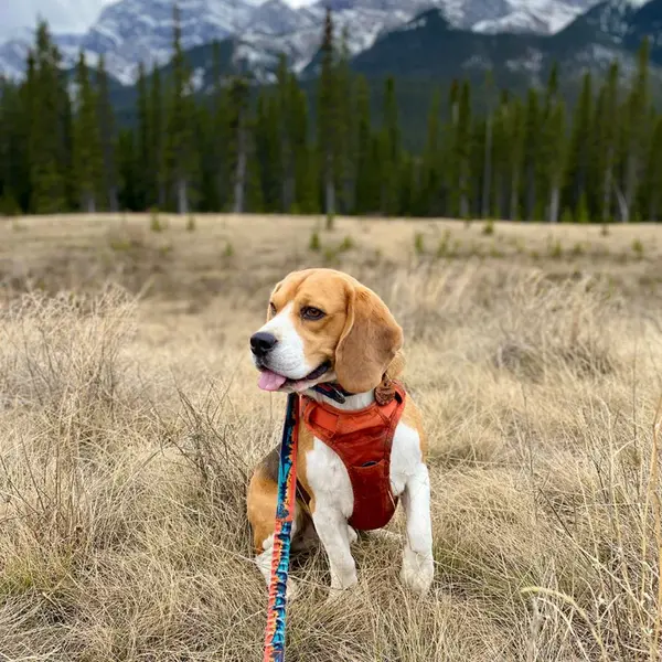 Rocky Mountain Dog All Terrain Harness