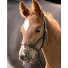 Shires Shires Leather Foal Slip