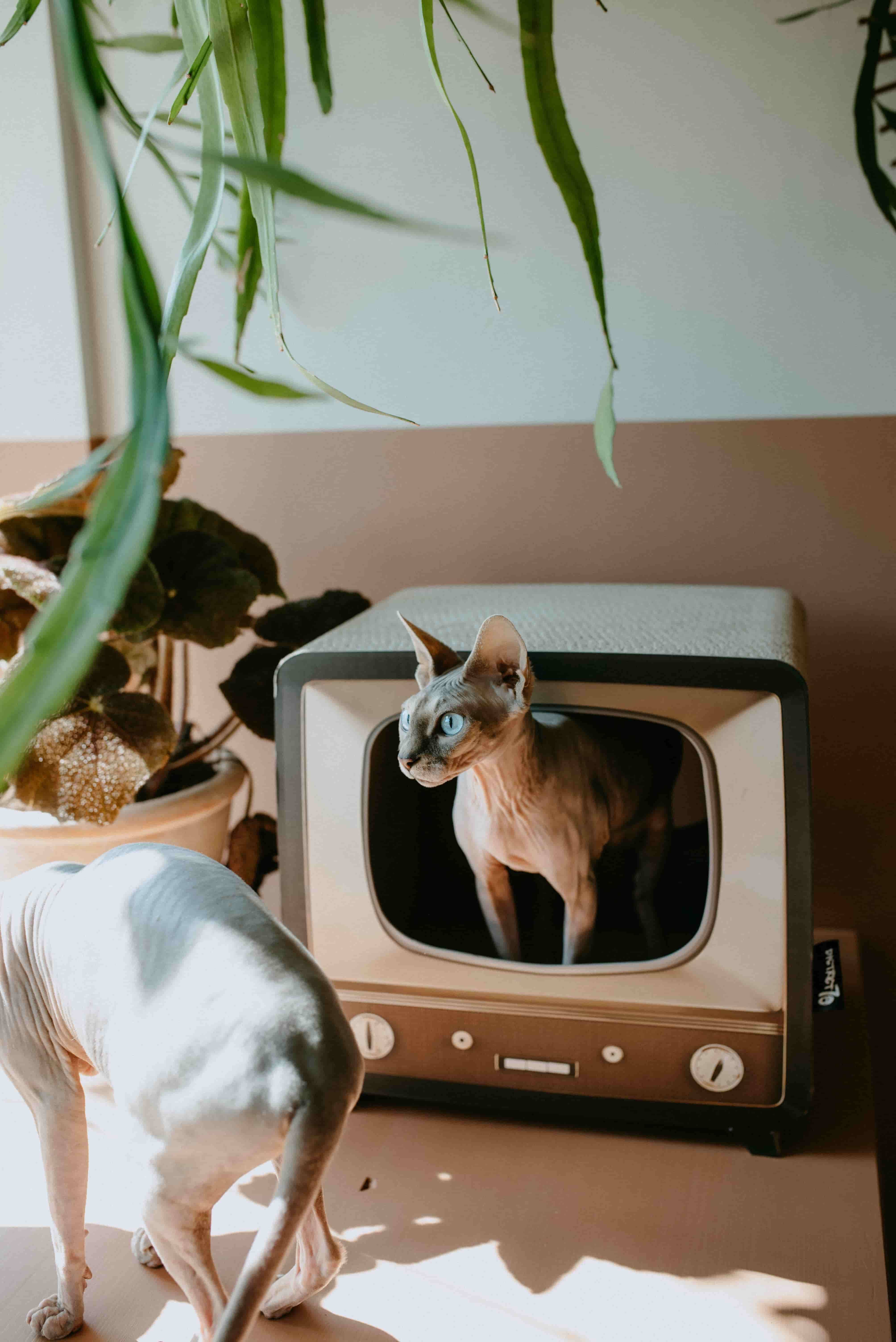 Stylish Pet Products District 70