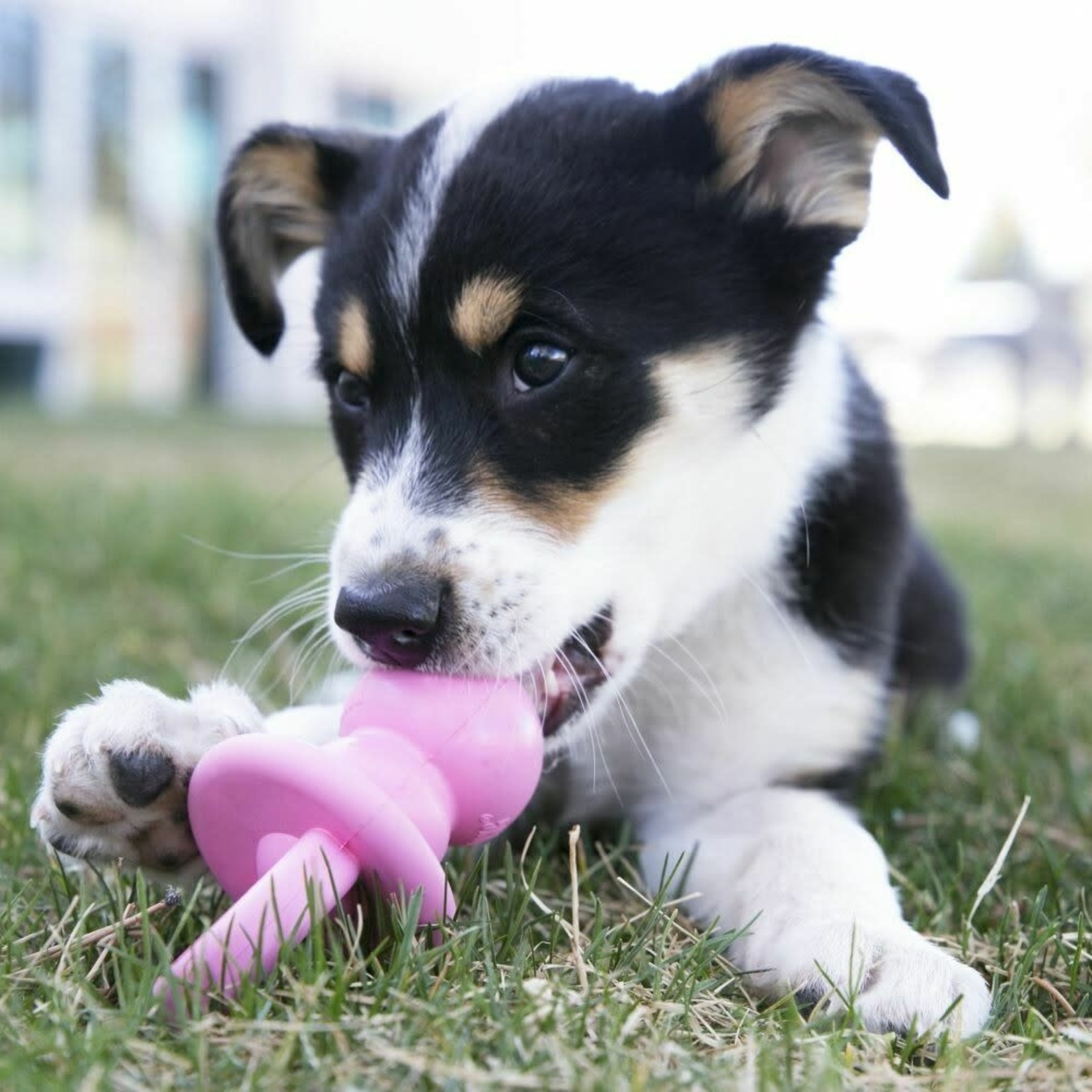 Kong Kong: Puppy Binkie: Assorted Colours