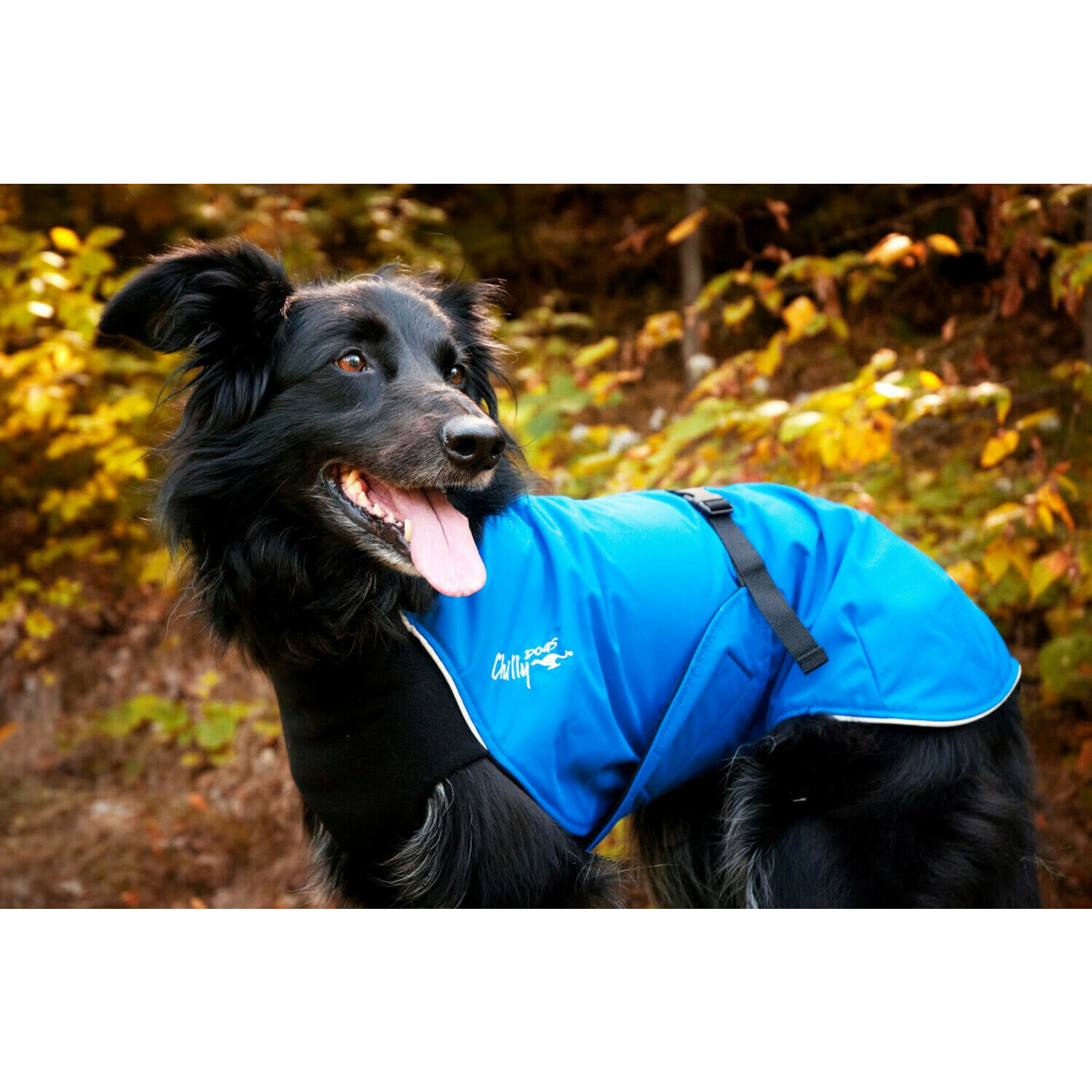 Chilly Dogs Chilly Dogs: Alpine Blazer: Blue Shell/Black Fleece