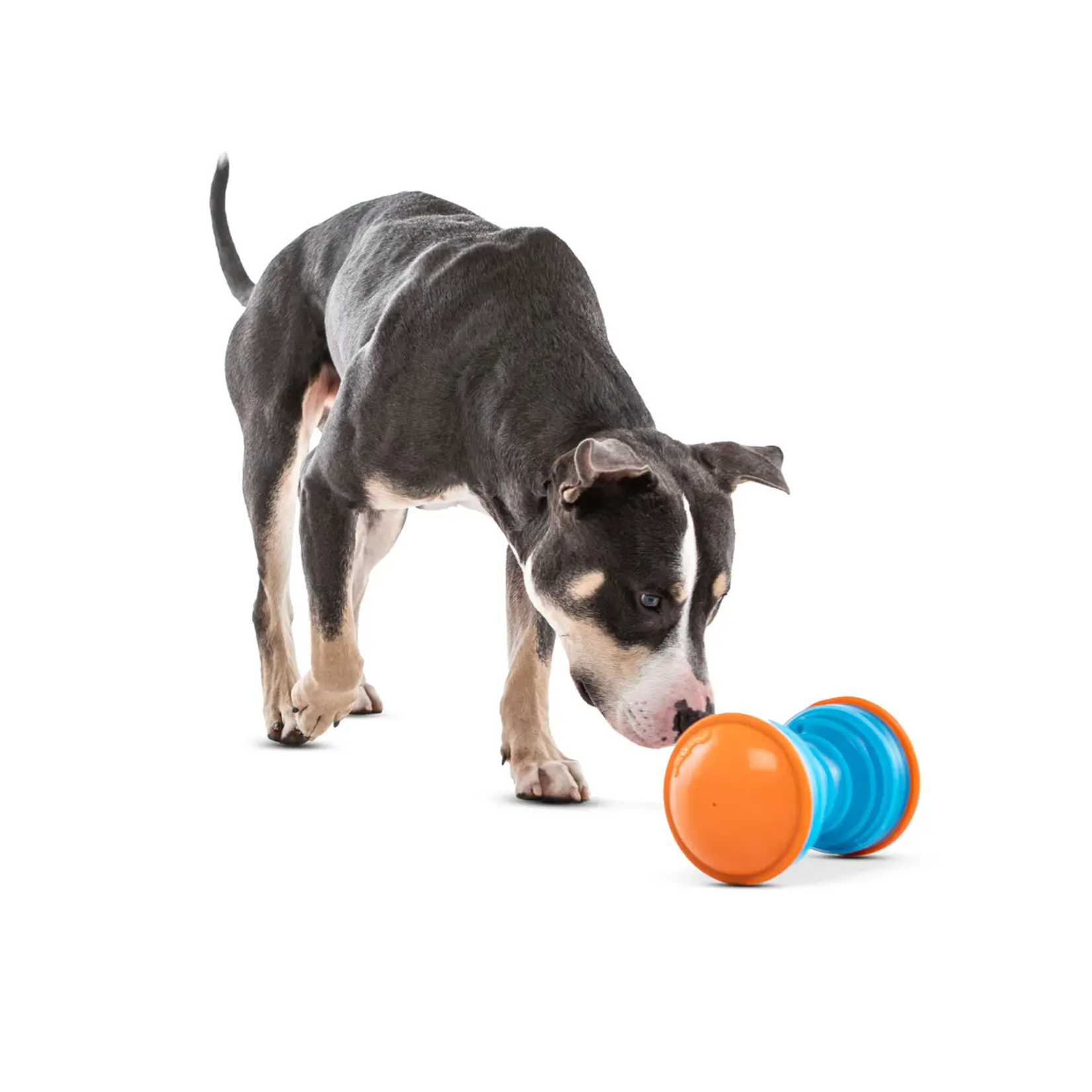 Guru Pet Company Guru: Bouncer