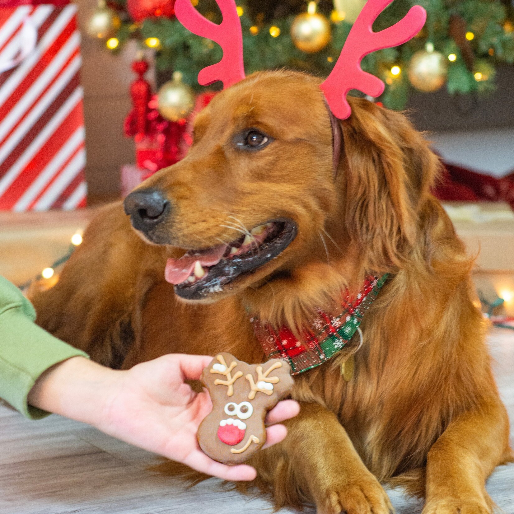 Bosco and Roxy's Bosco & Roxy's: Holiday Reindeer