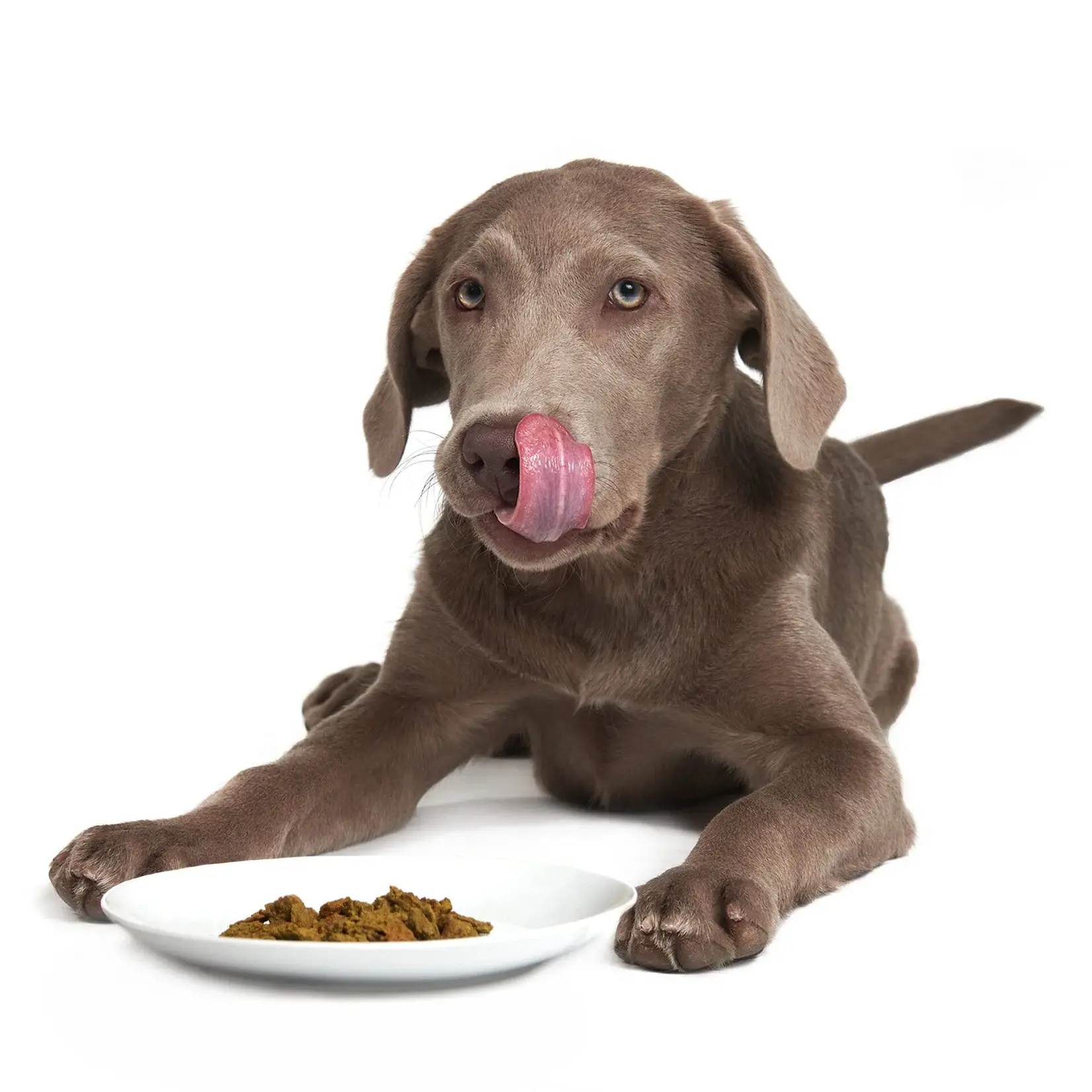 Smack Pet Food Smack: Superfood: Caribbean-Salmon Fusion