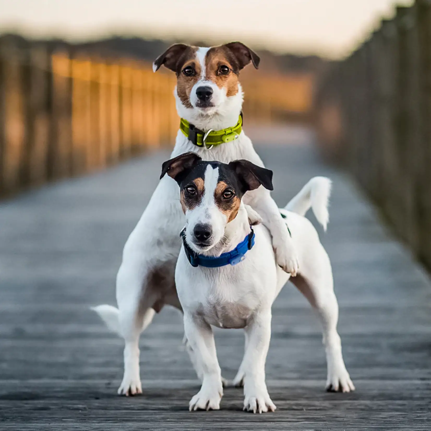 Tickless Tickless: Anti-Tick Outdoor Collar: Greek Blue