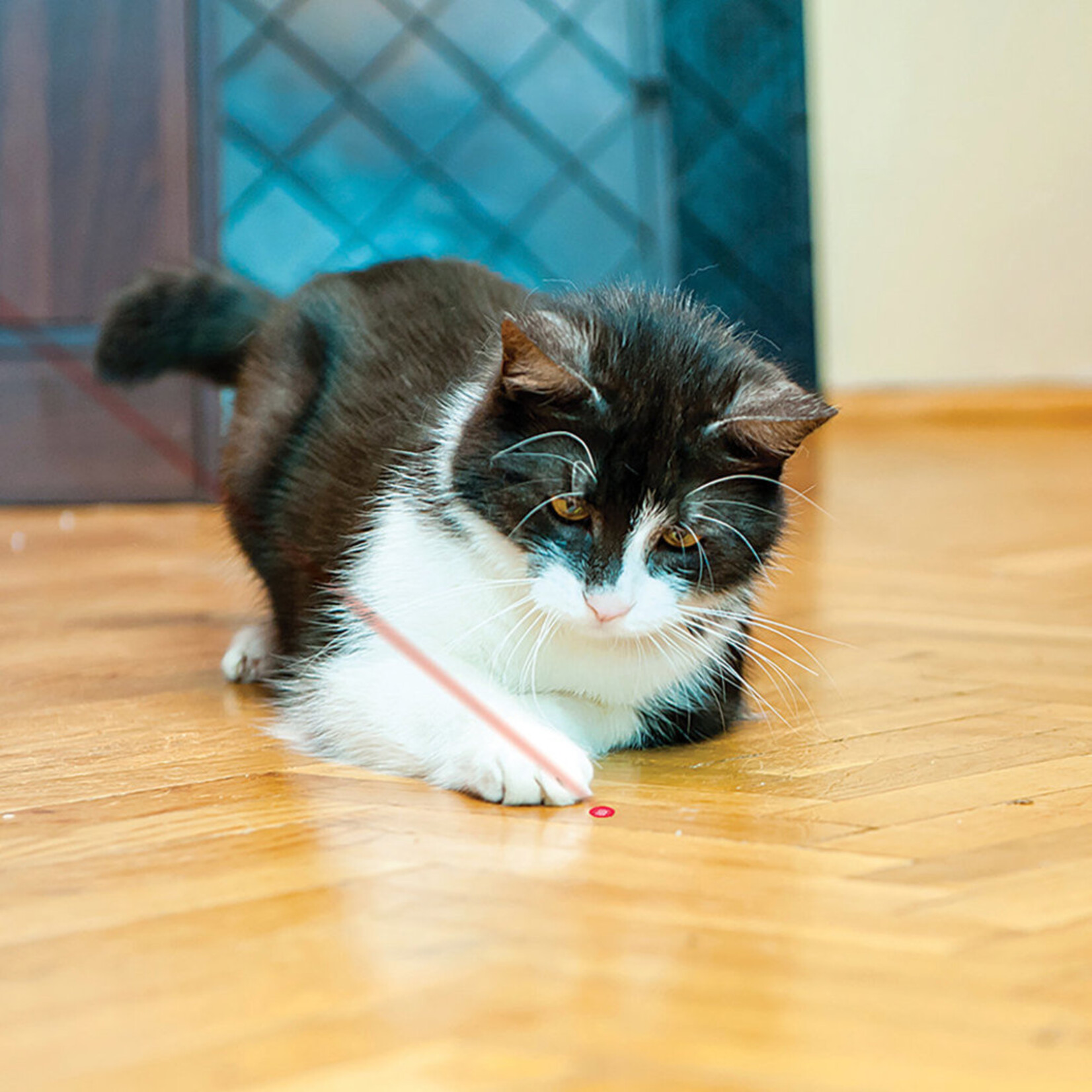 Kong Kong: Laser Pointer Toy