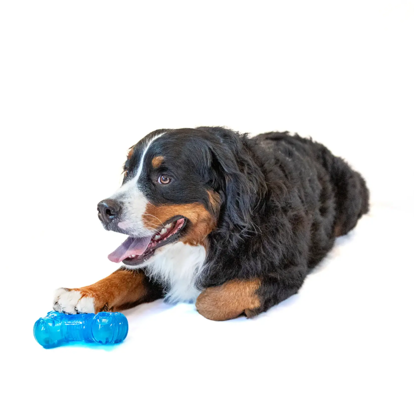 Guru Pet Company Guru: "No Begging" Bone