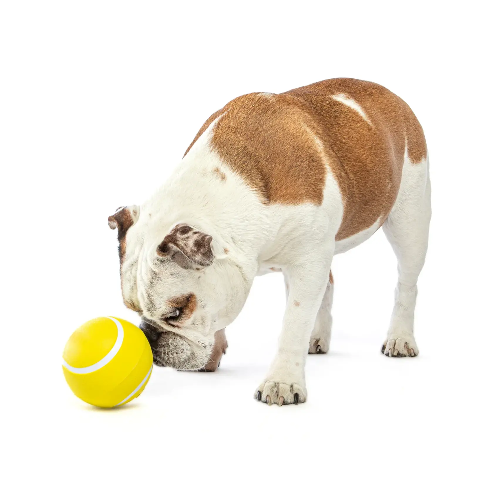 Guru Pet Company Guru: Giggling Tennis Ball