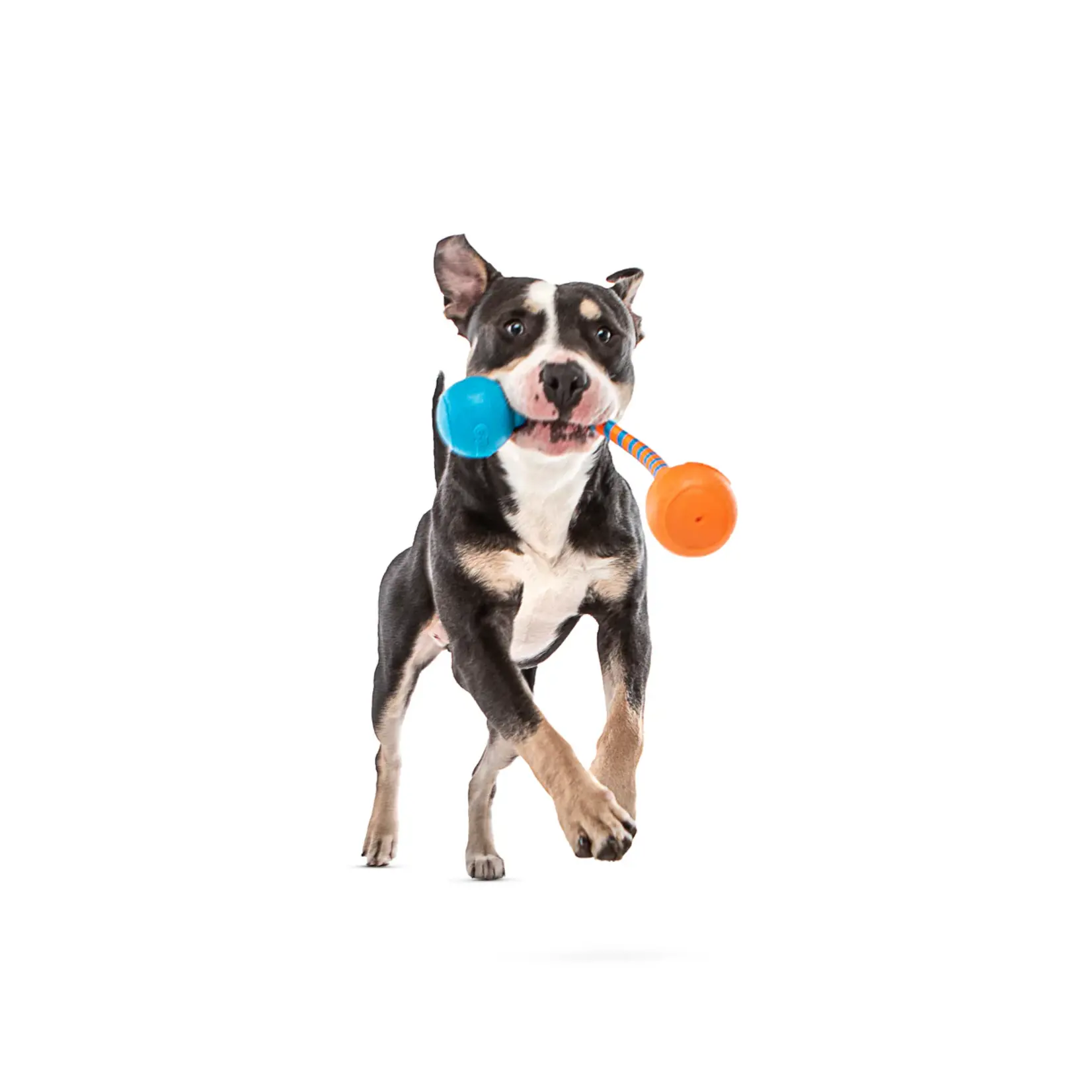 Guru Pet Company Guru: Squeaking Rope
