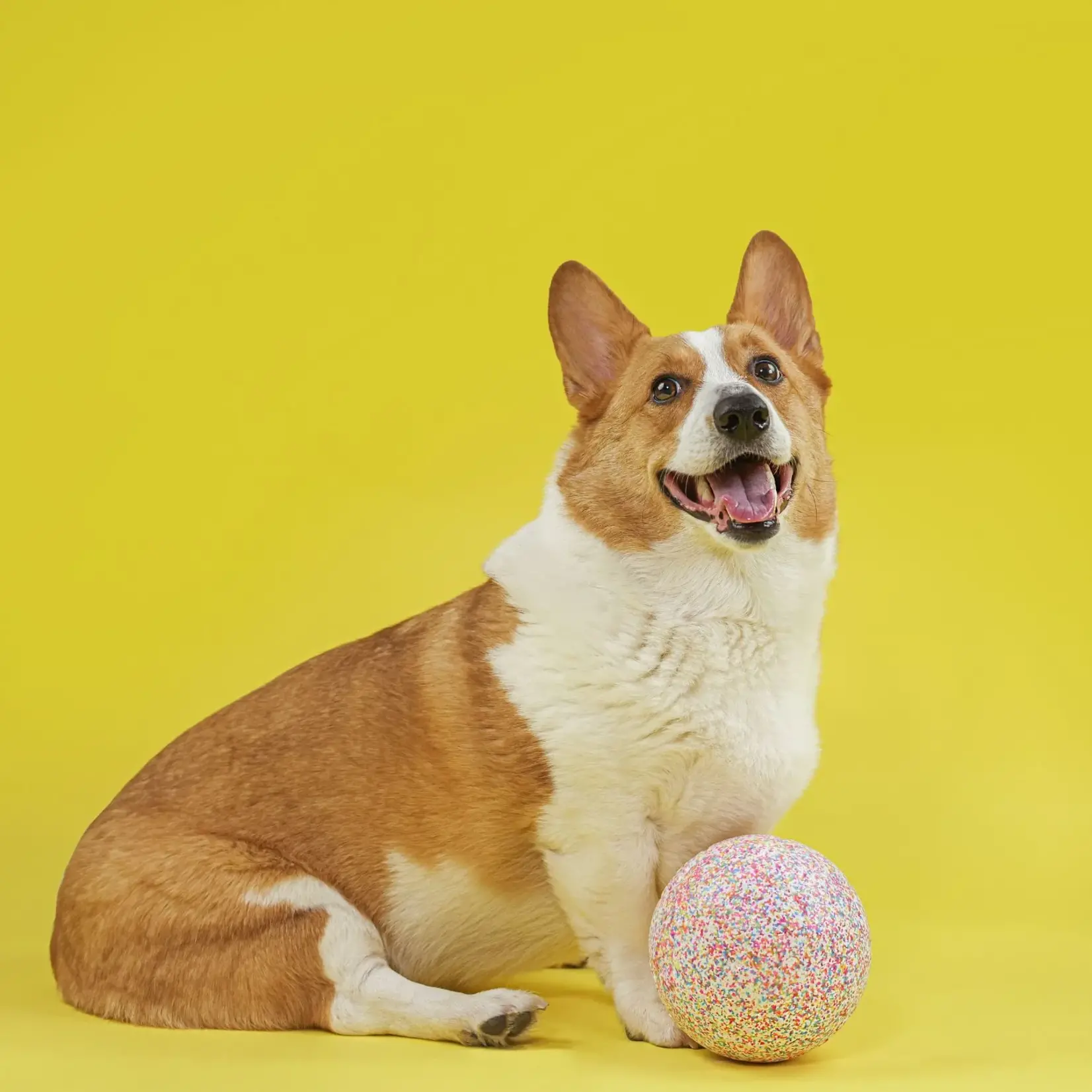 Jolly Pets Jolly Pets: Jolly Bean Soccer Ball 6"