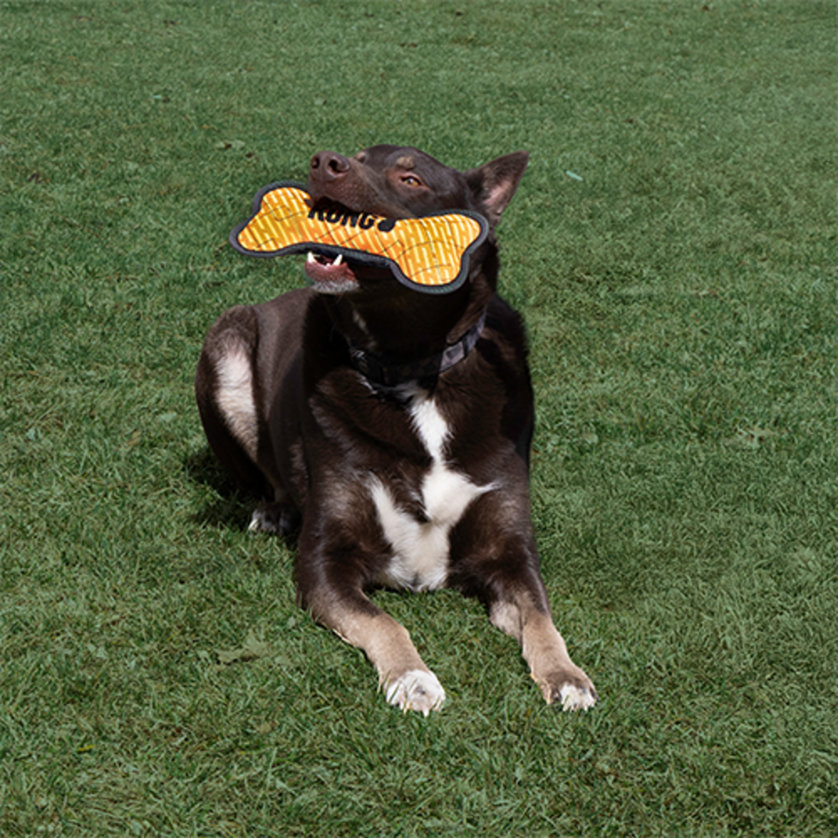 Kong Kong: Armor Bone: Assorted Colours