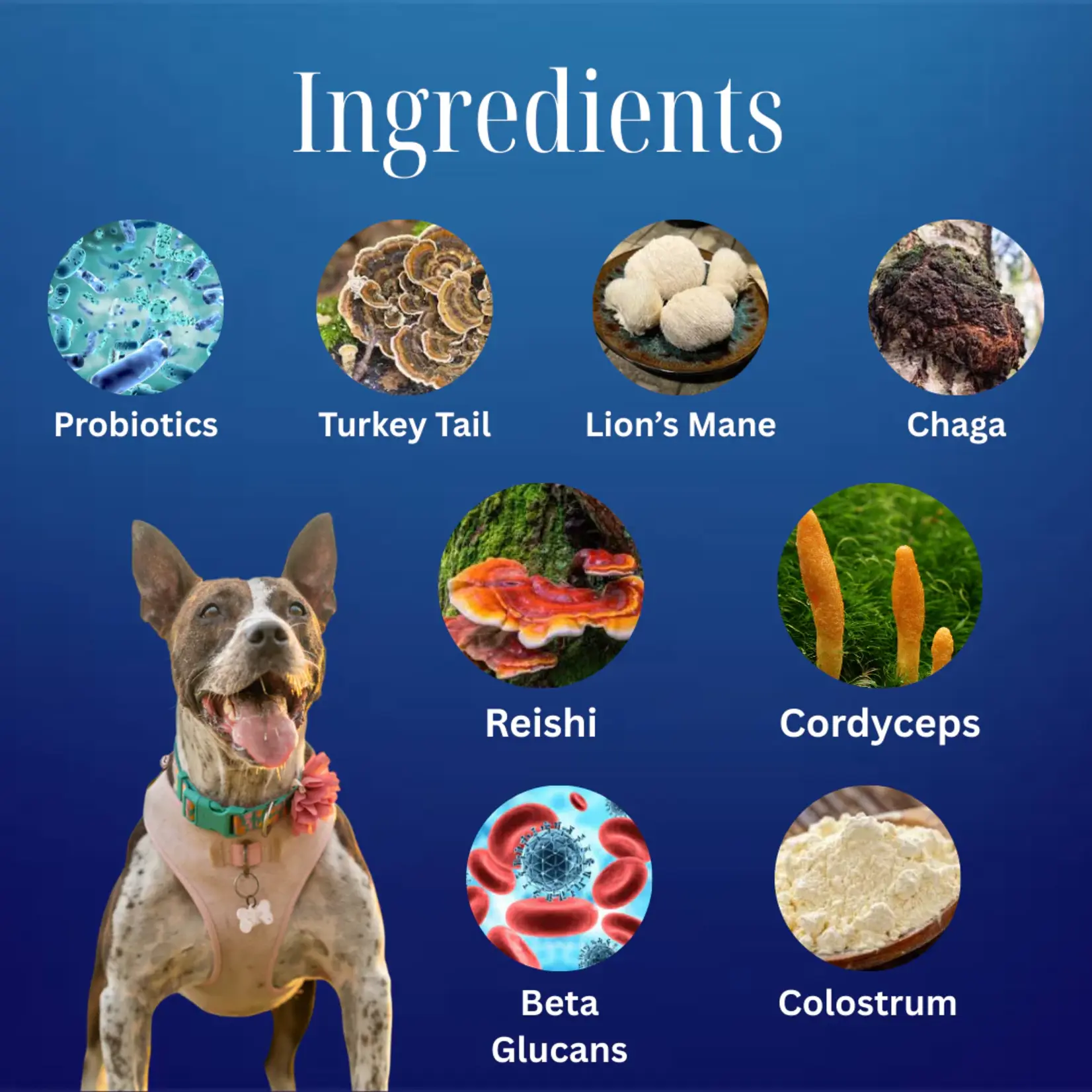Myco Pet Myco Pet: Gut & Immunity+