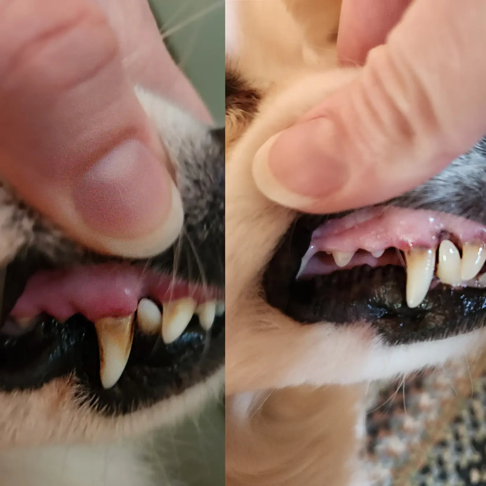 North Hound Life North Hound Life: Dental+ 100g