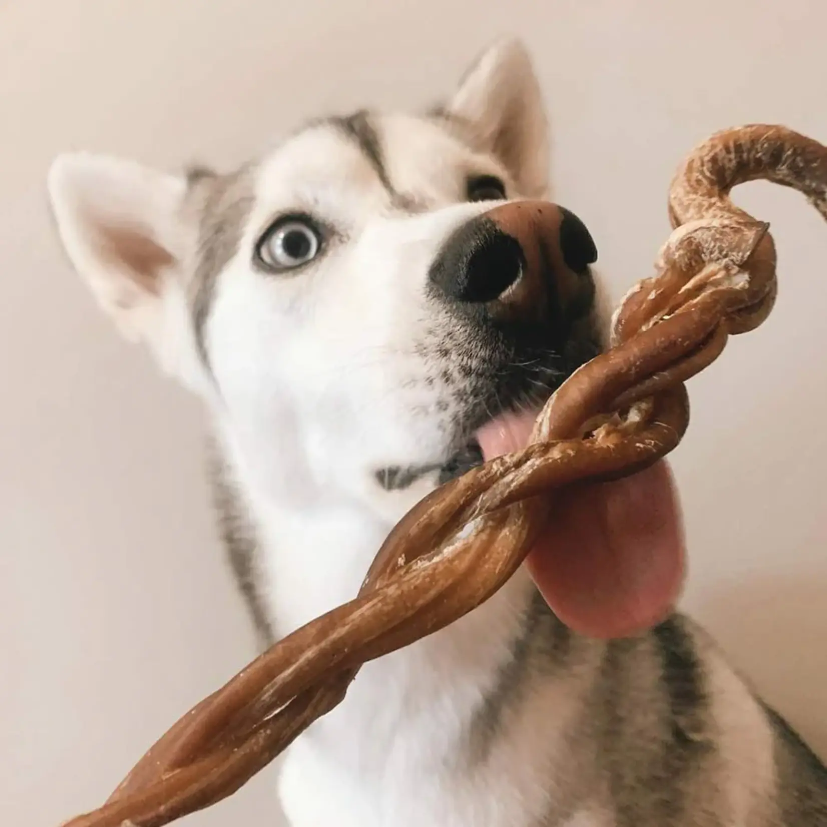 Only One Treats Only One Treats: Braided Lamb Pizzle 8-11"