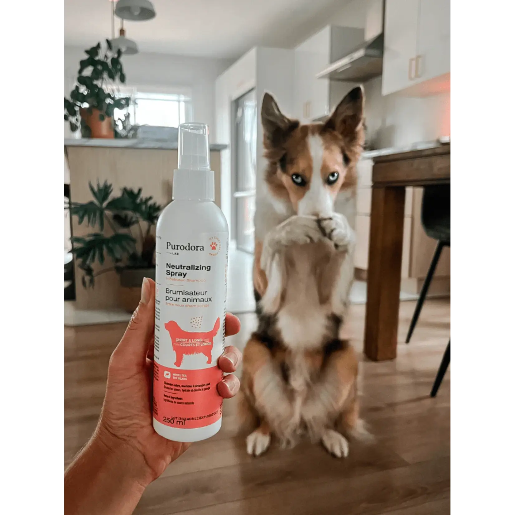 Purodora Purodora: Pet Spray: Short & Long Coat: White Tea 237mL