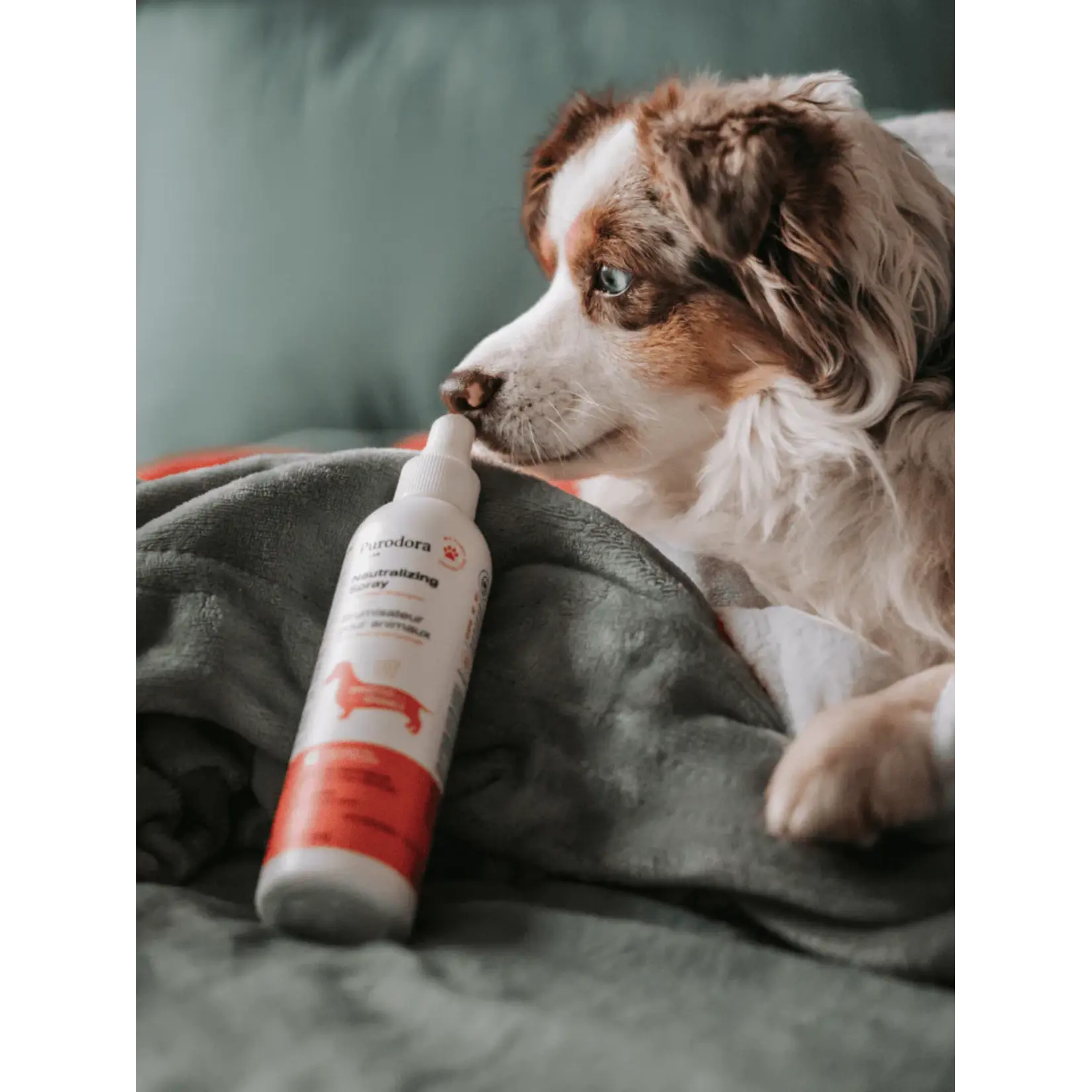 Purodora Purodora: Pet Spray: Sensitive Skin: Aloe & White Tea 237mL