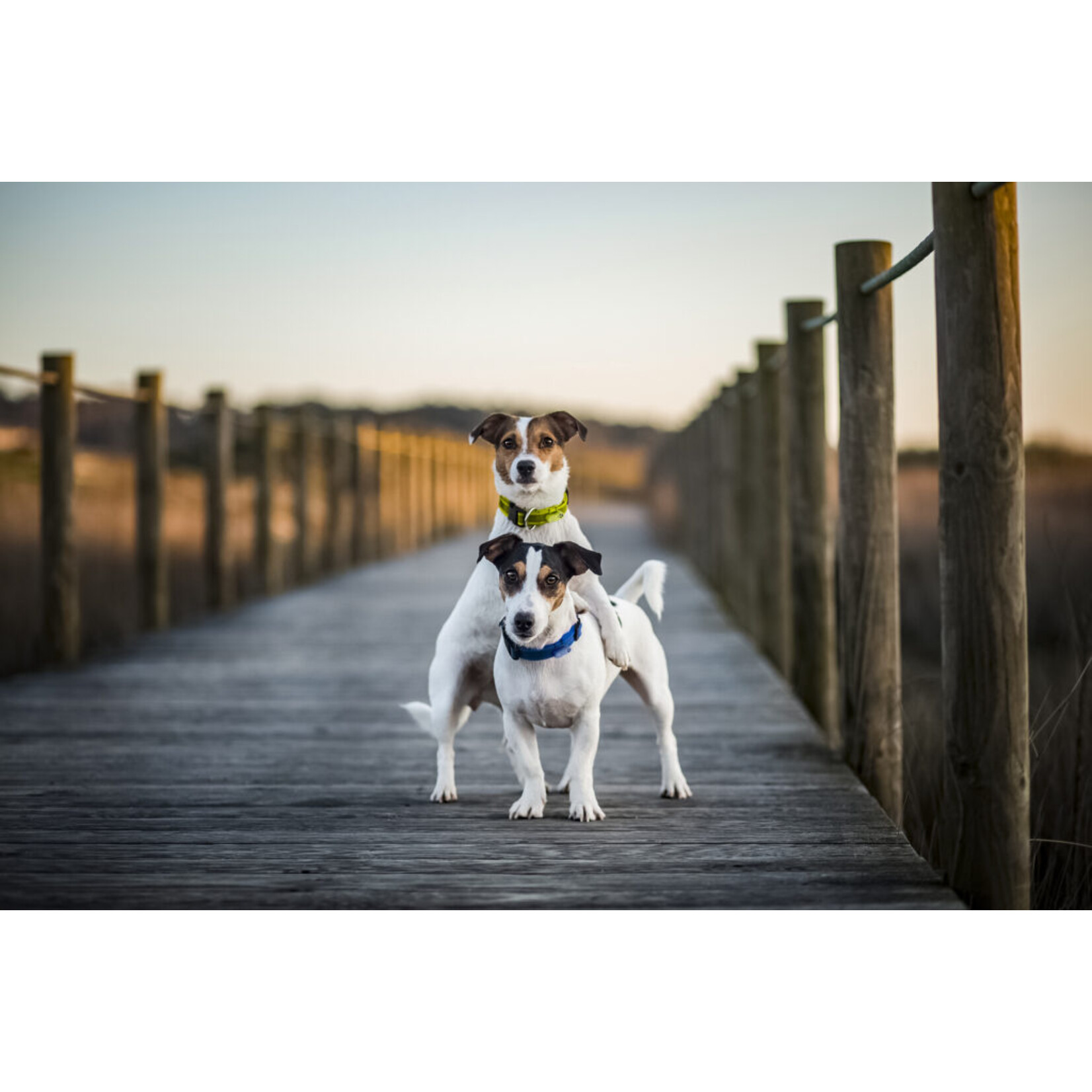 Tickless Tickless: Anti-Tick Outdoor Collar: Neon Yellow