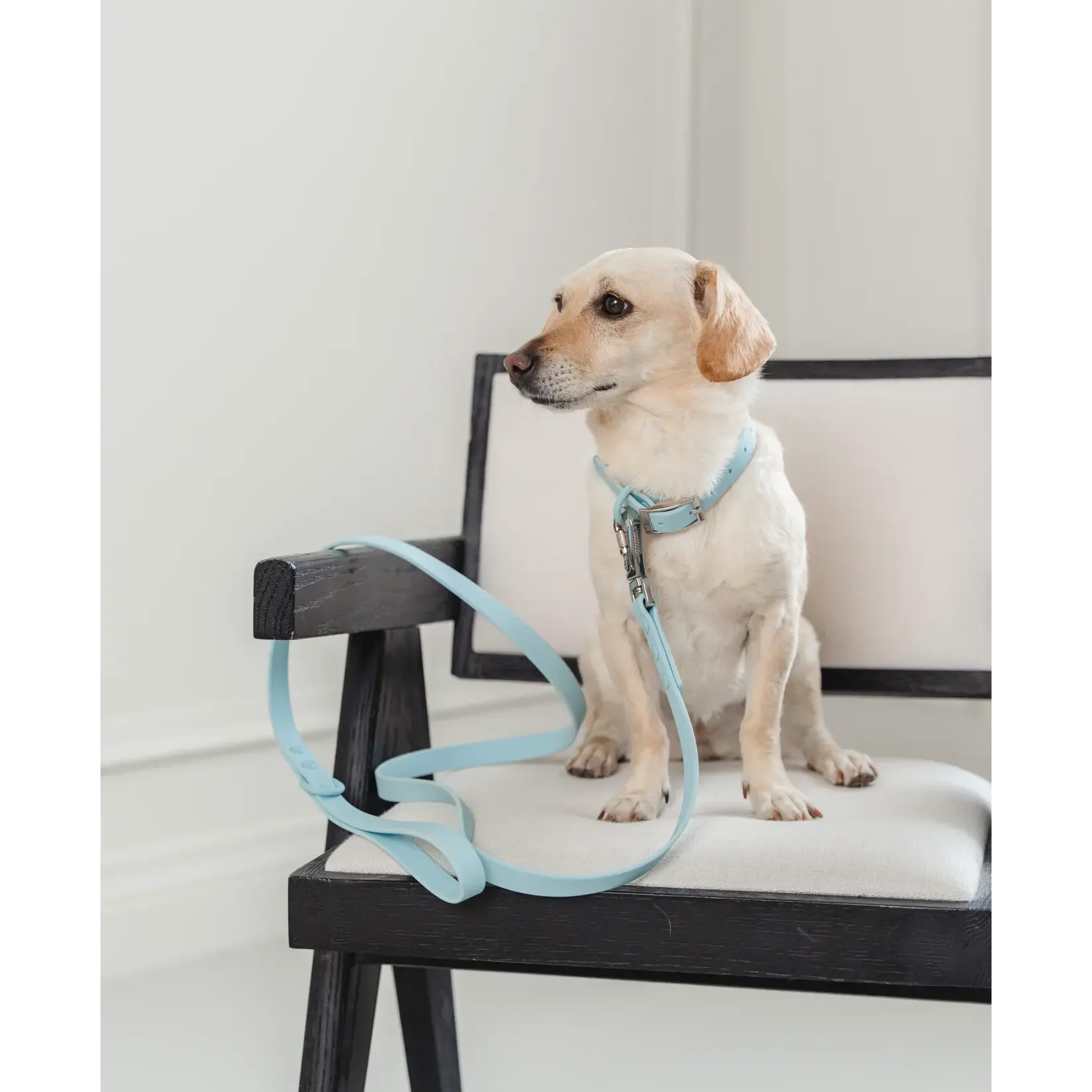 Dexypaws Dexypaws: Sky Blue Waterproof Dog Collar