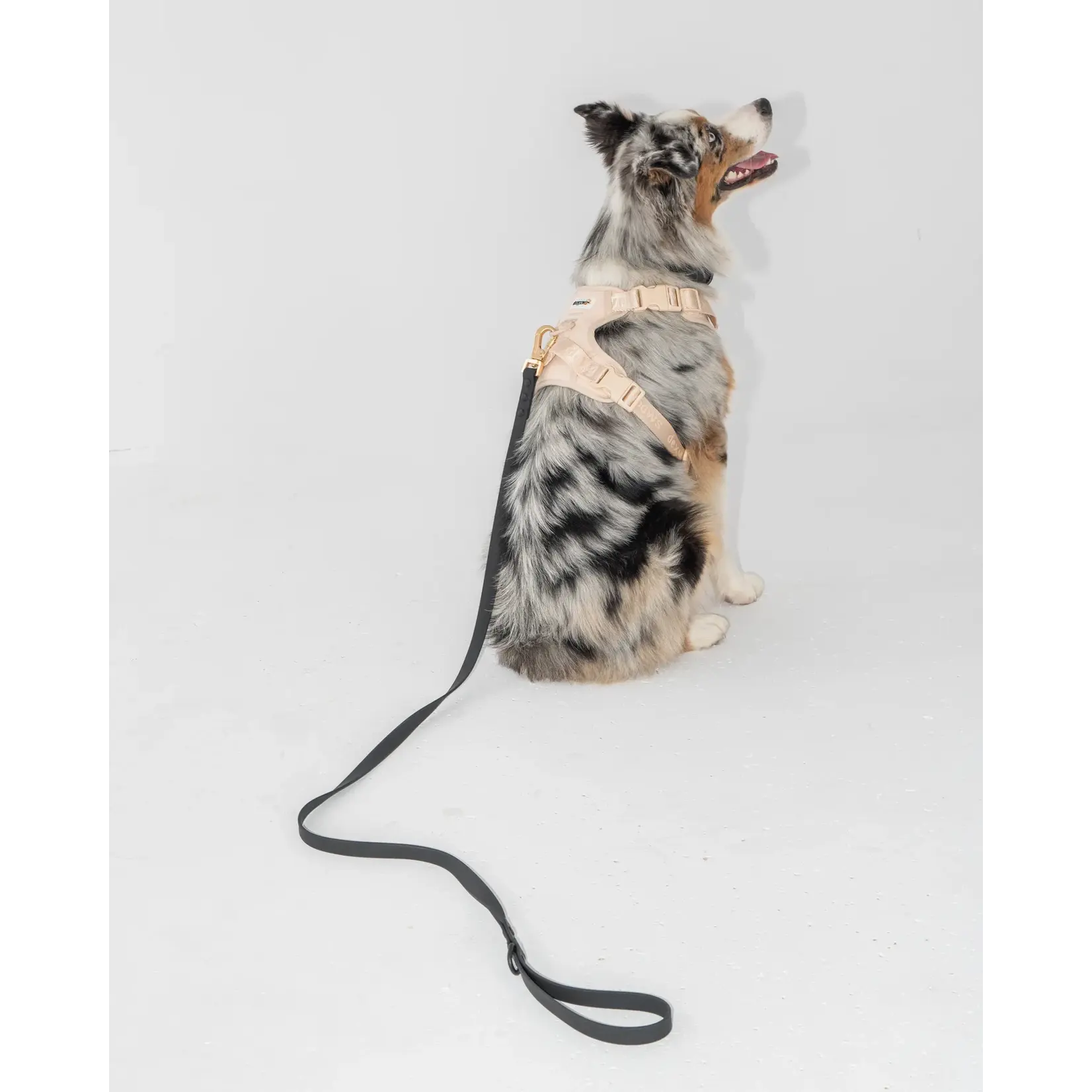 Dexypaws Dexypaws: Black Waterproof Dog Leash