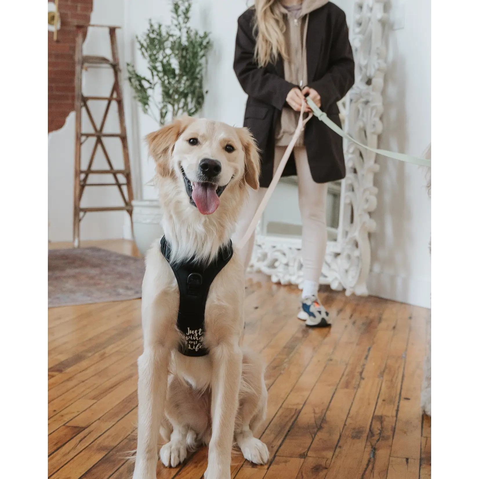 Dexypaws Dexypaws: Black No-Pull Dog Harness