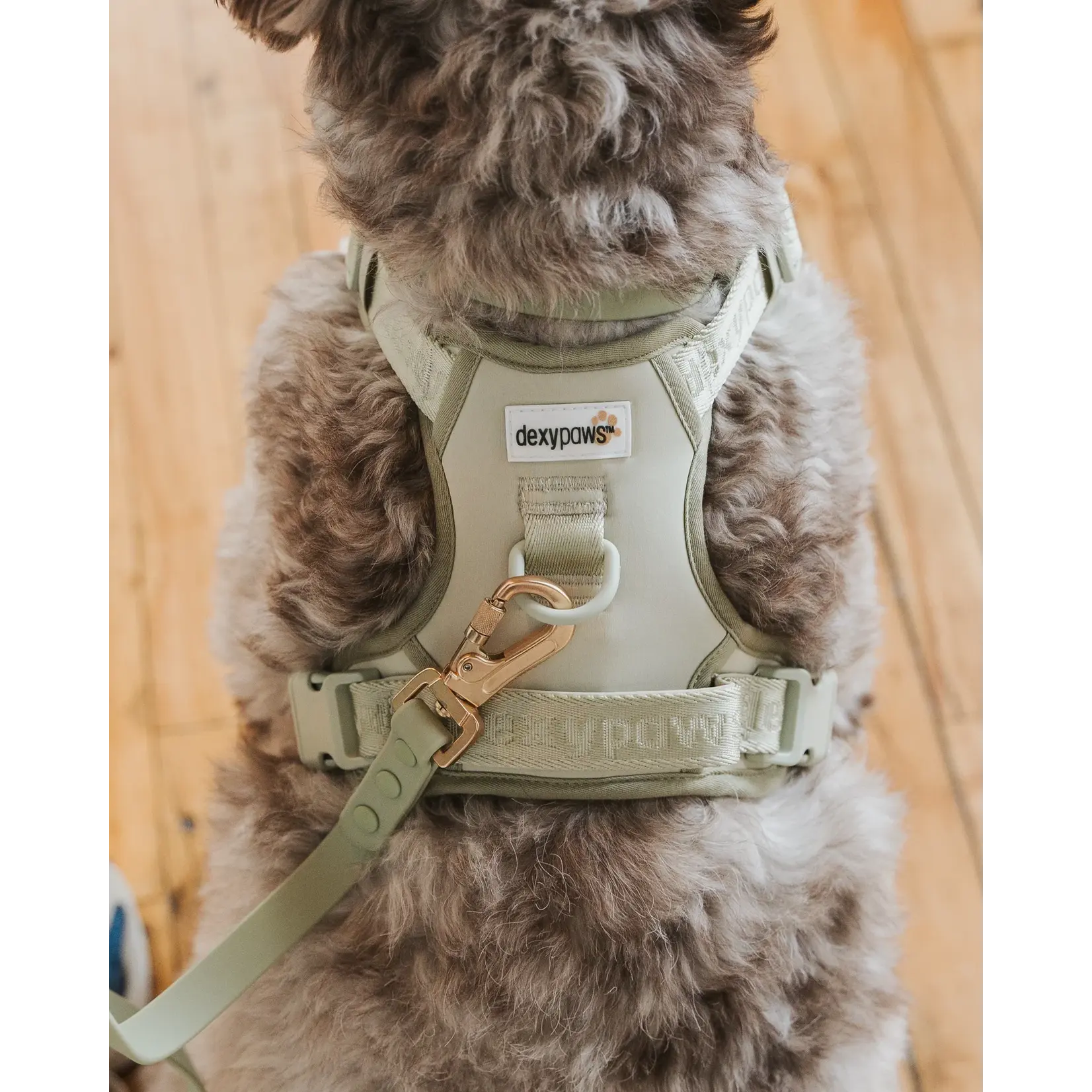 Dexypaws Dexypaws: Sage Green No-Pull Dog Harness