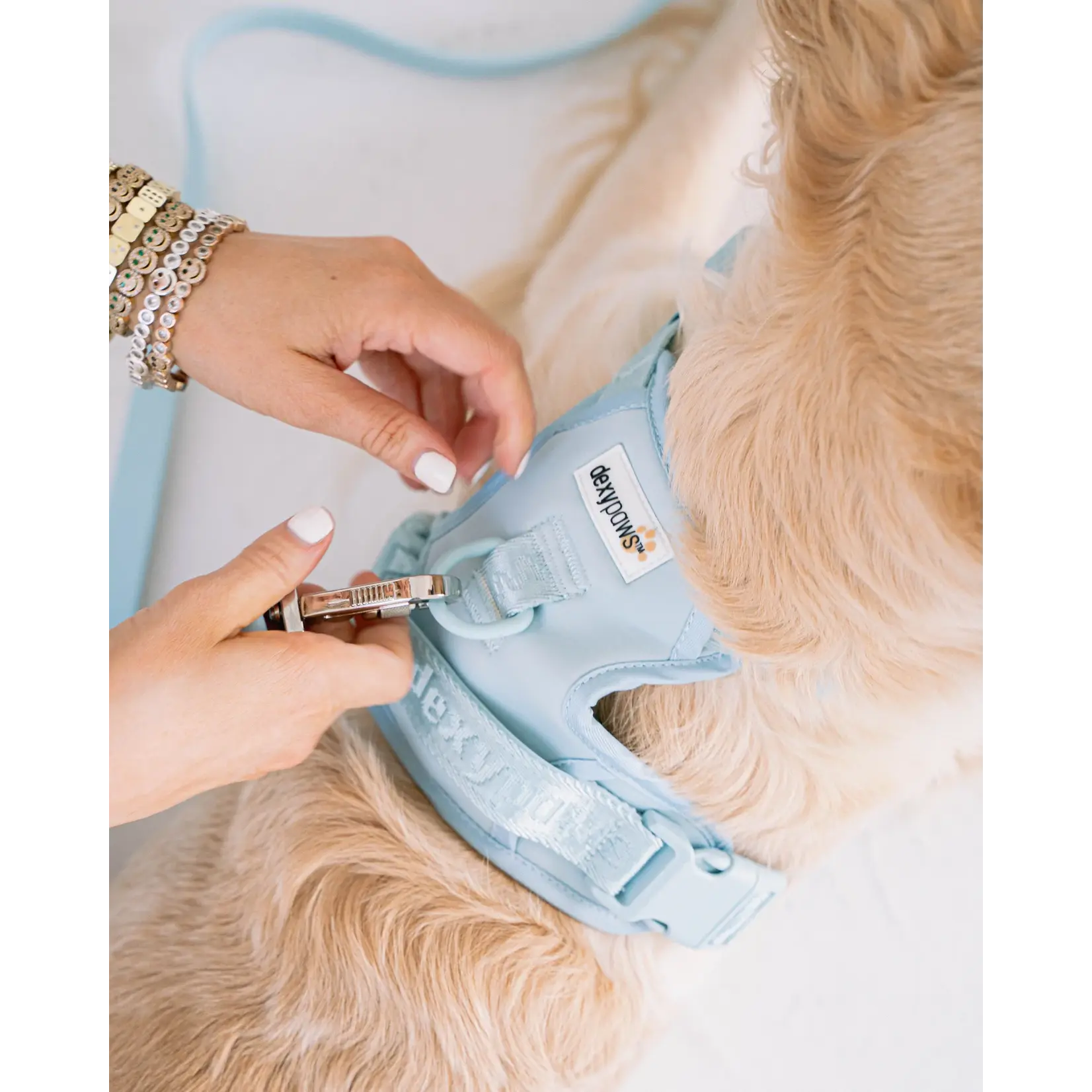 Dexypaws Dexypaws: Sky Blue No-Pull Dog Harness