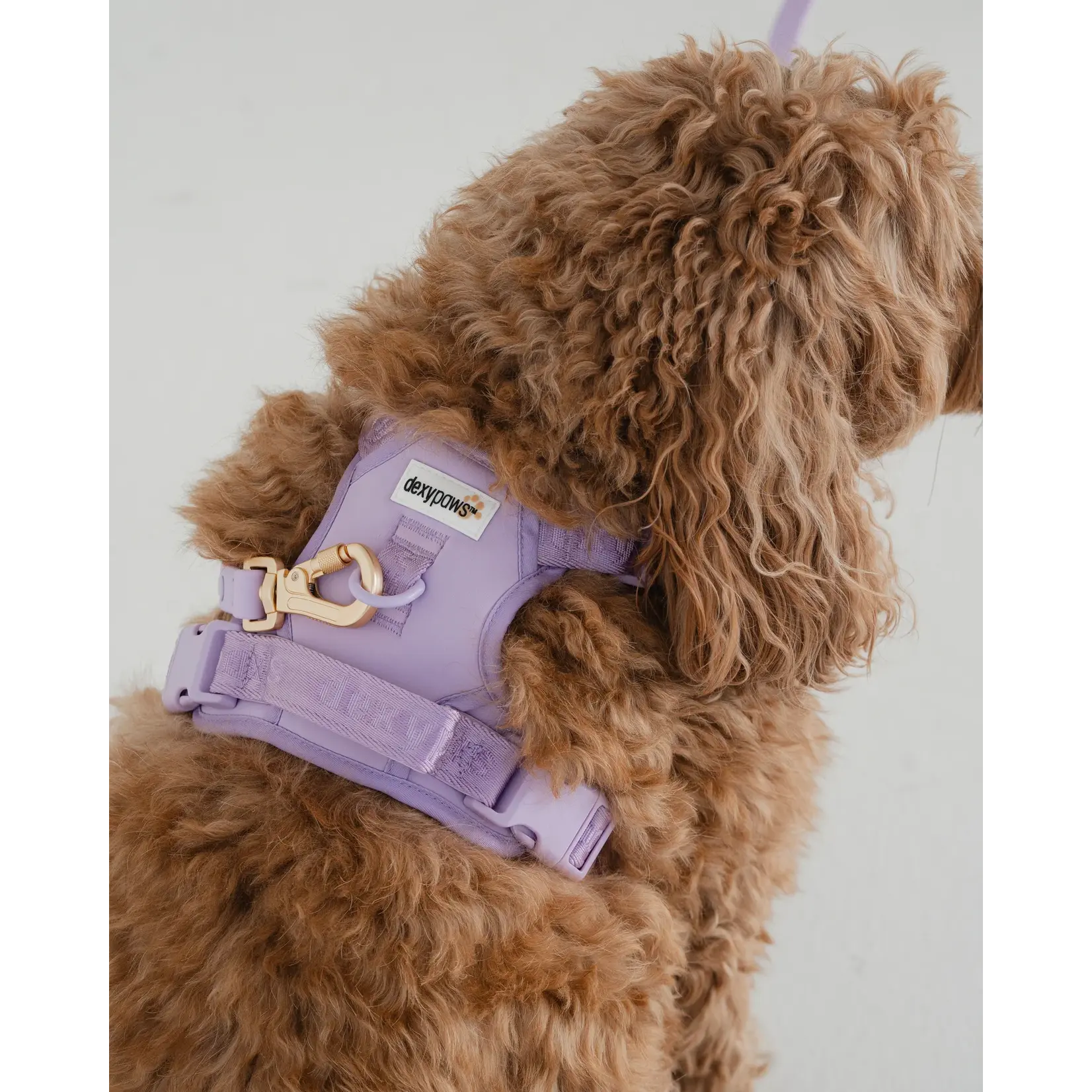 Dexypaws Dexypaws: Lilac No-Pull Dog Harness