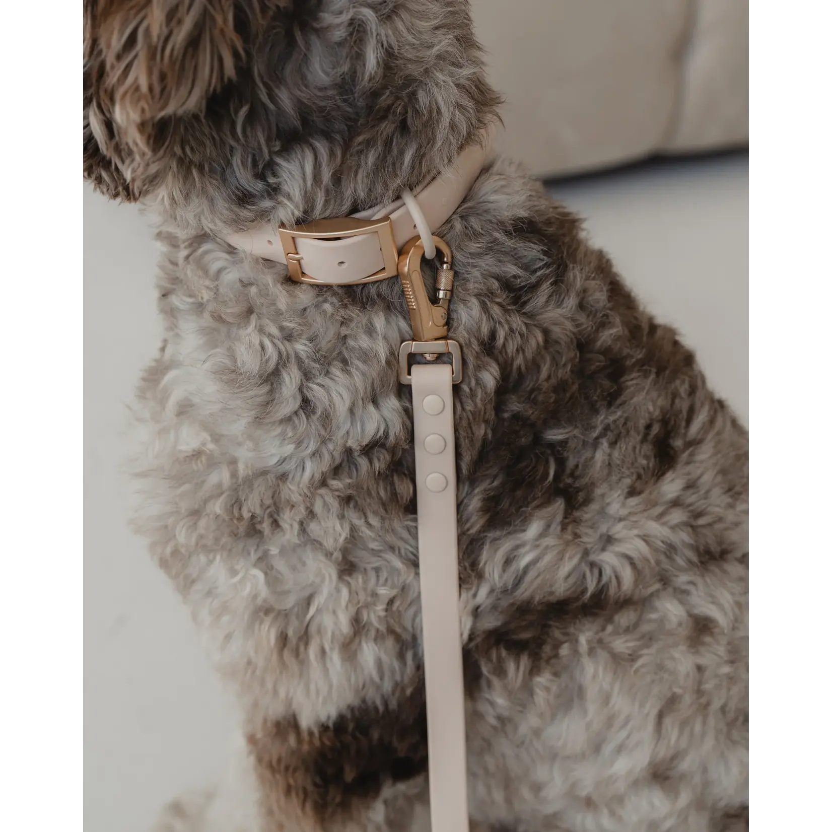 Dexypaws Dexypaws: Nude Waterproof Dog Collar