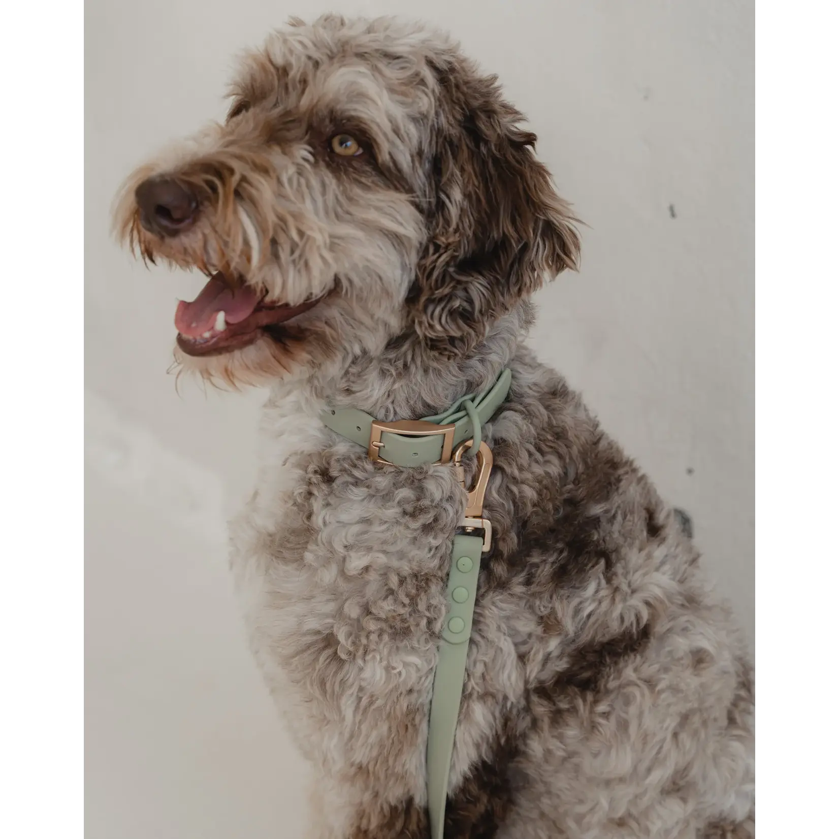 Dexypaws Dexypaws: Sage Green Waterproof Dog Collar