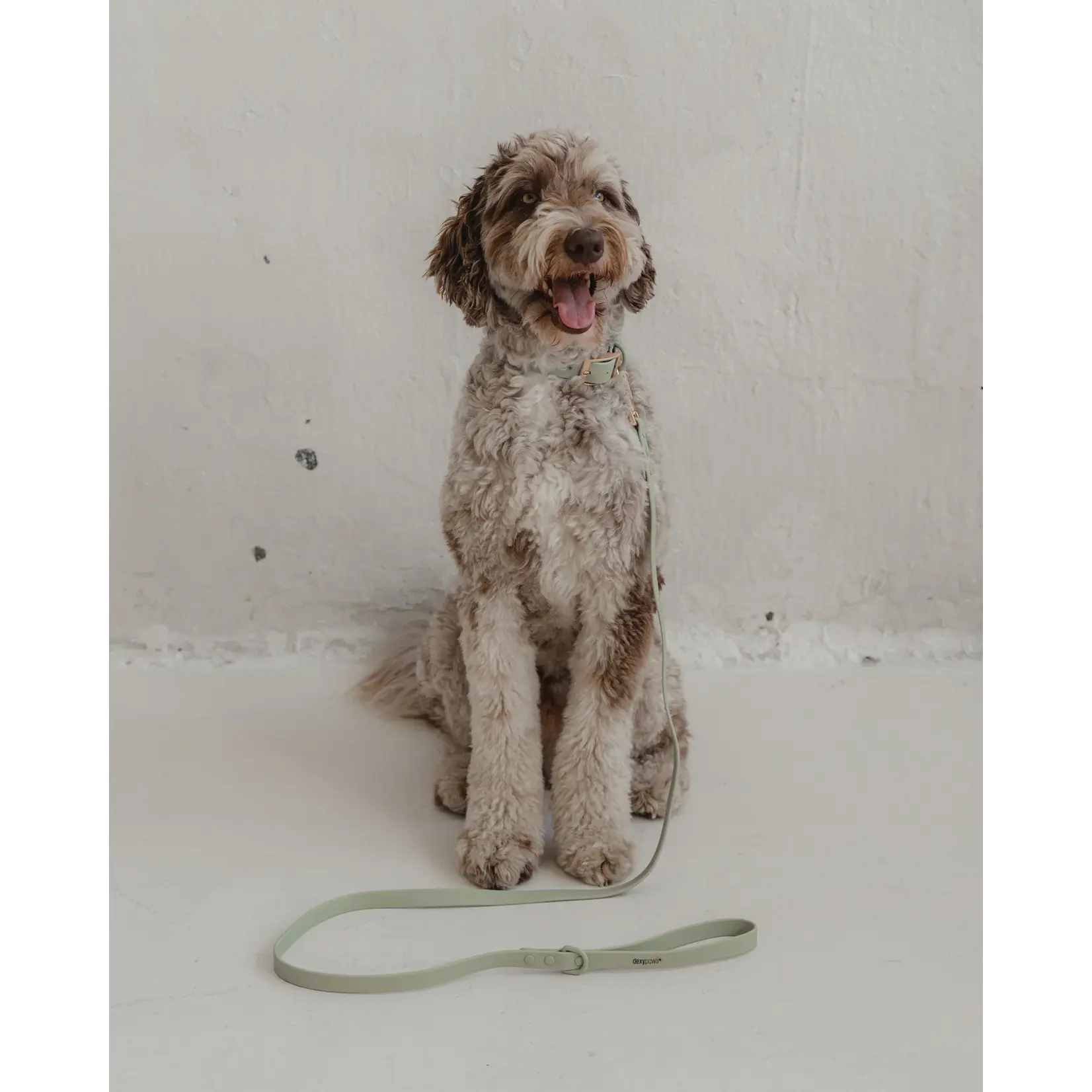 Dexypaws Dexypaws: Sage Green Waterproof Dog Collar