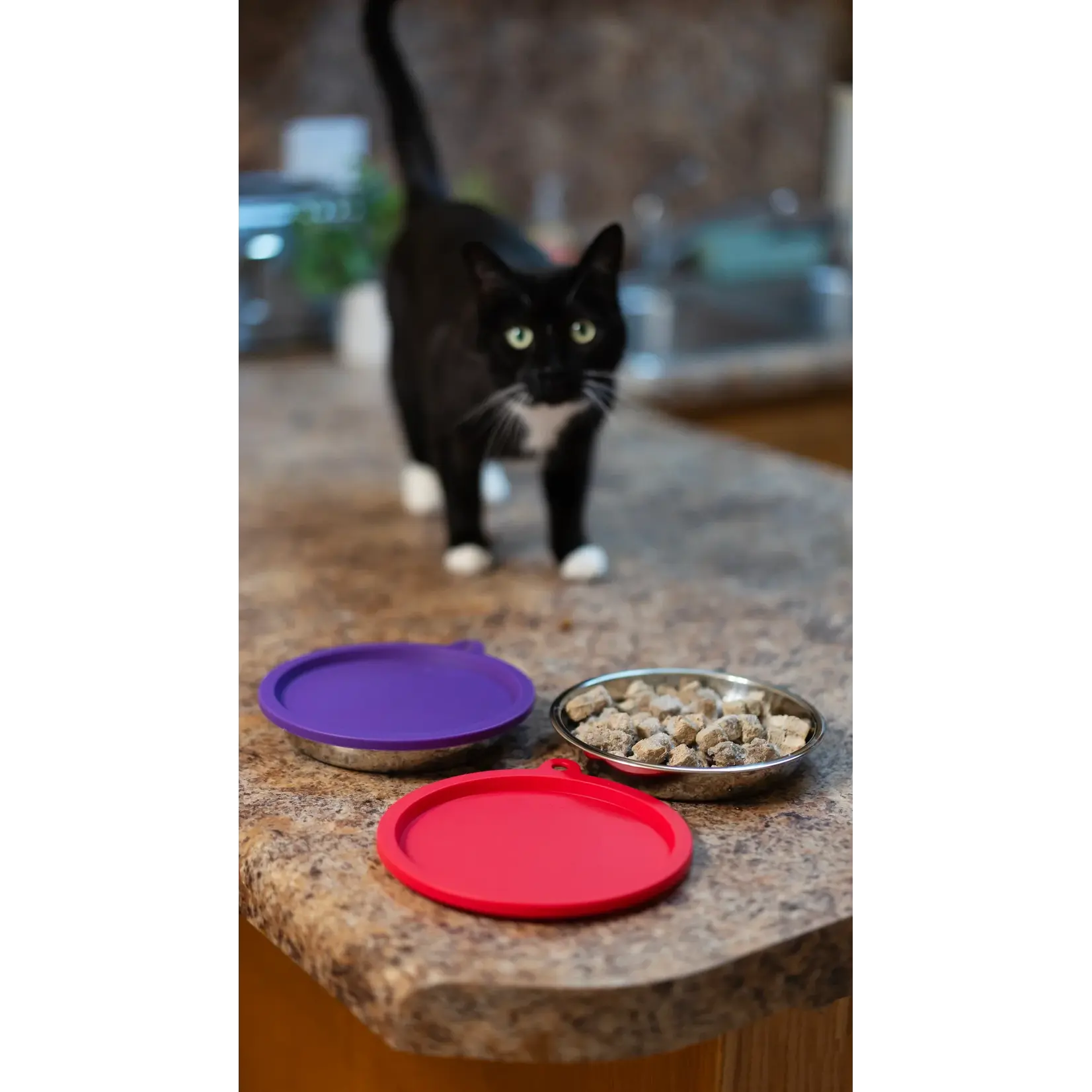 Messy Cats Messy Cats: Stainless Saucers with Silicone Lids: 4pc Set