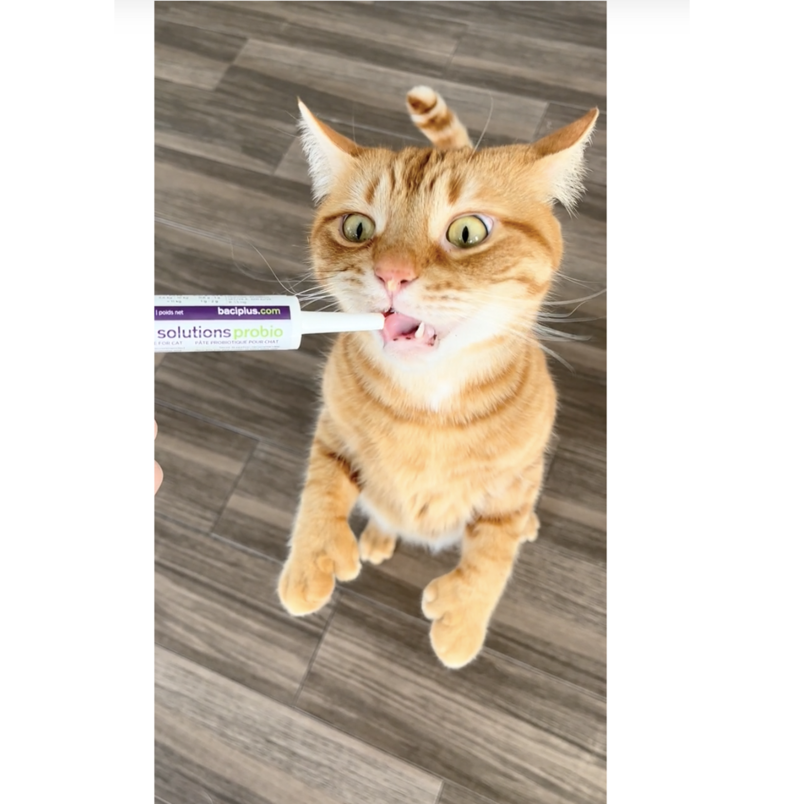 Baci+ Baci: Probio + VIVO Cat 15g