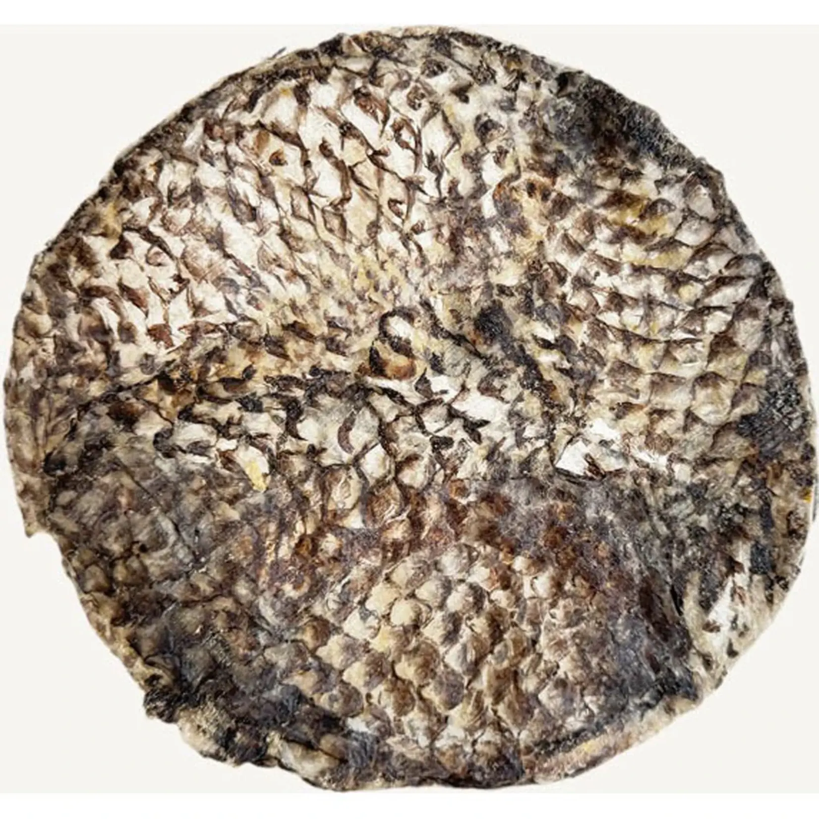 Open Range Open Range: Furs-Bee: Tilapia