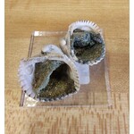 Chalcopyrite Shells (Indonesia)