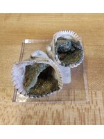 Chalcopyrite Shells (Indonesia)