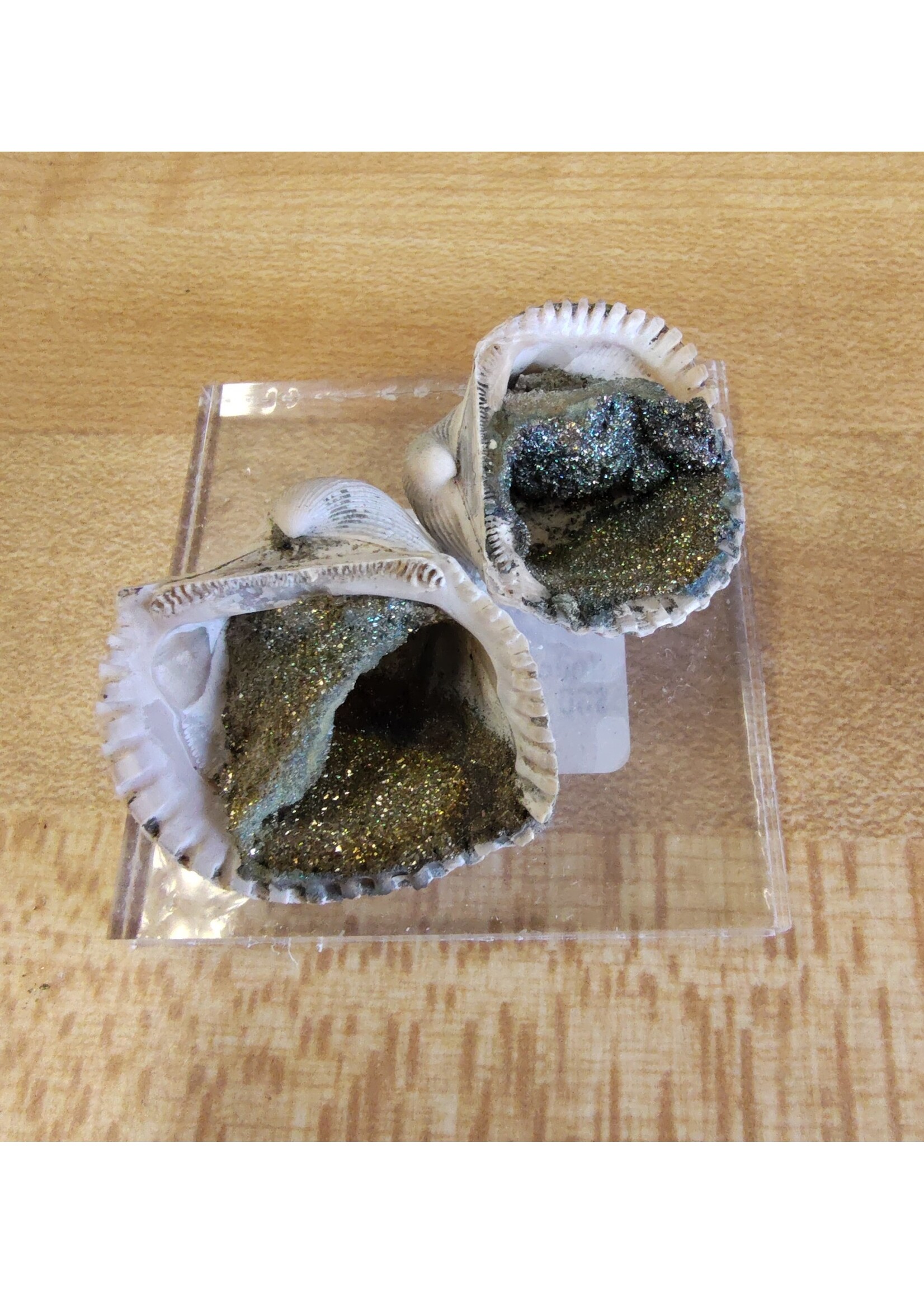 Chalcopyrite Shells (Indonesia)