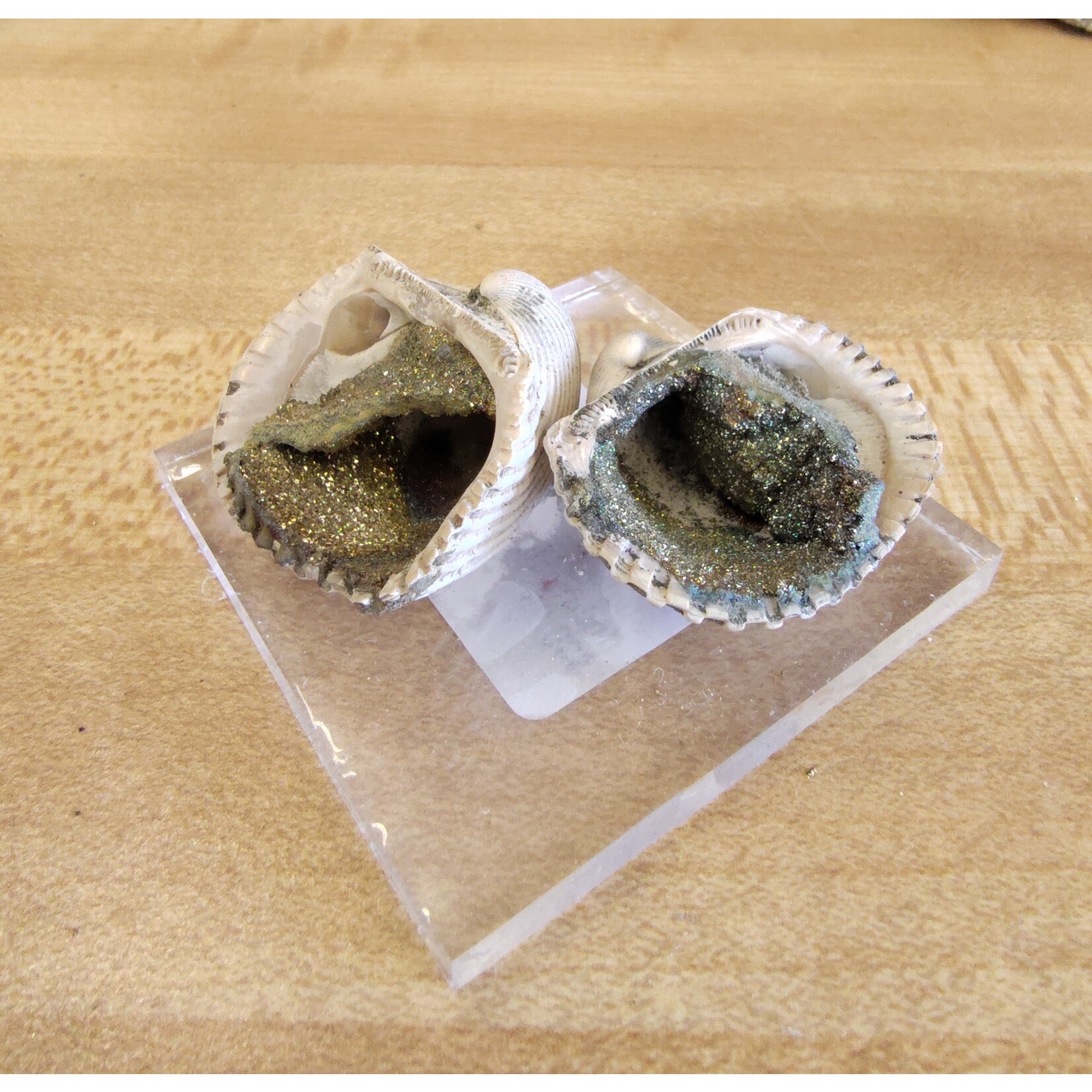 Chalcopyrite Shells (Indonesia)