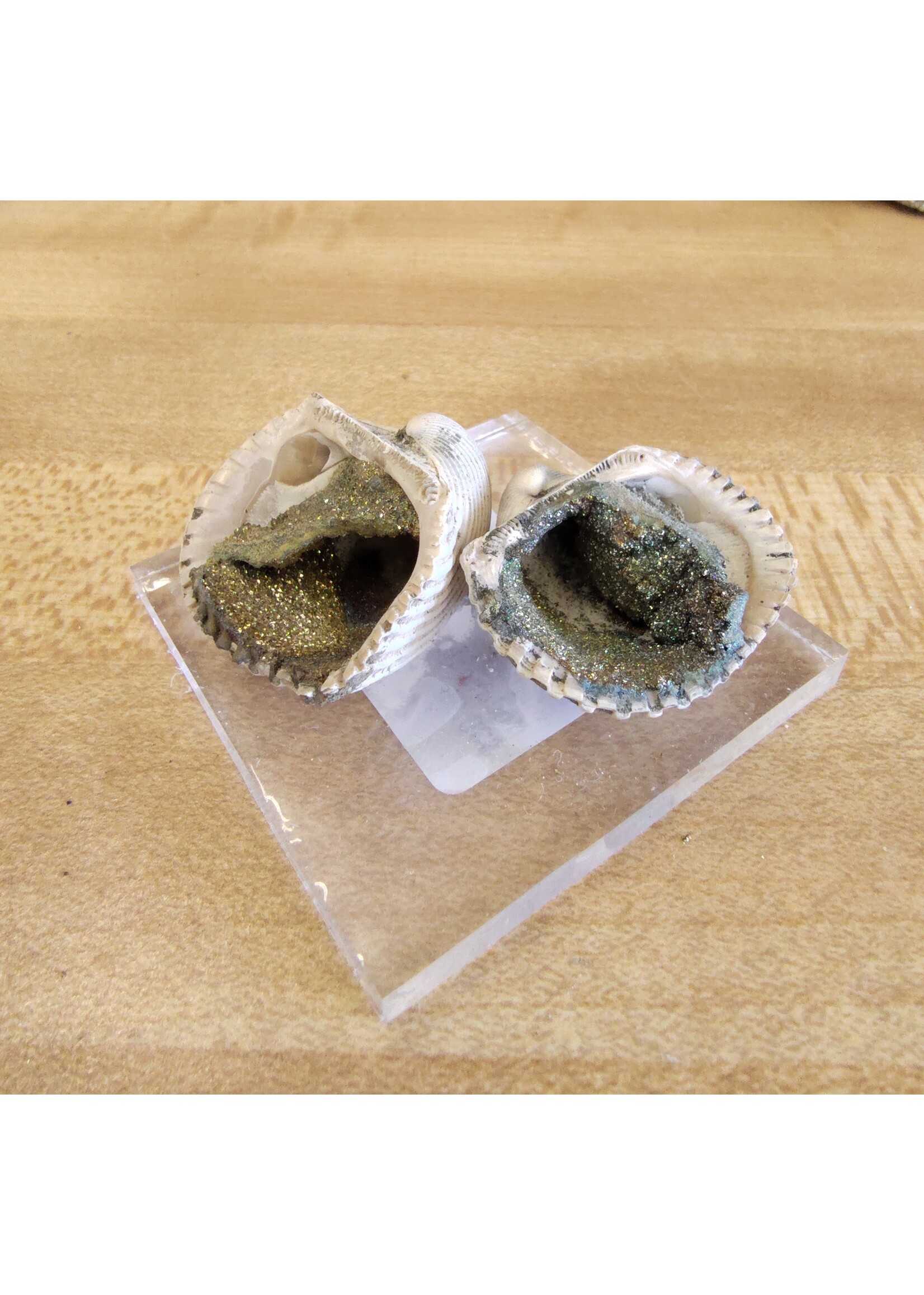 Chalcopyrite Shells (Indonesia)