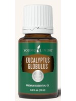 Eucalyptus Globulus