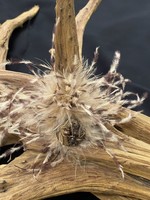 AC01-4267-19 Brown & Tan feathers pin
