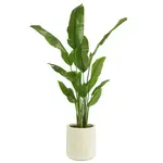 BananaTree in Cream Planter