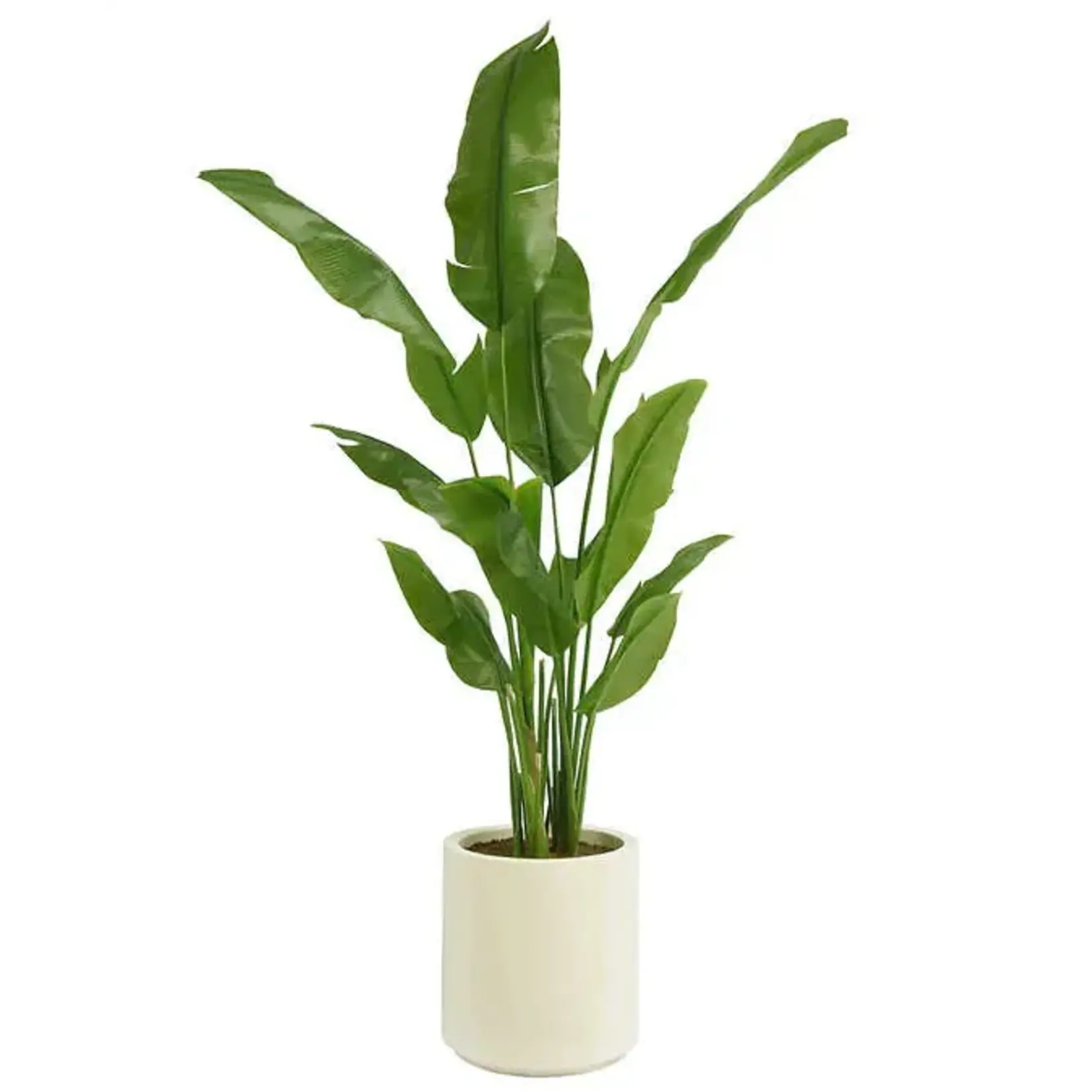 BananaTree in Cream Planter