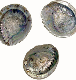 Abalone Shells 13 -15 cm