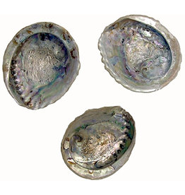 Asst.  Abalone Shells 13 -15 cms