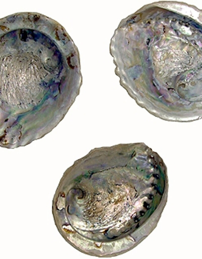 Abalone Shells 13 -15 cm