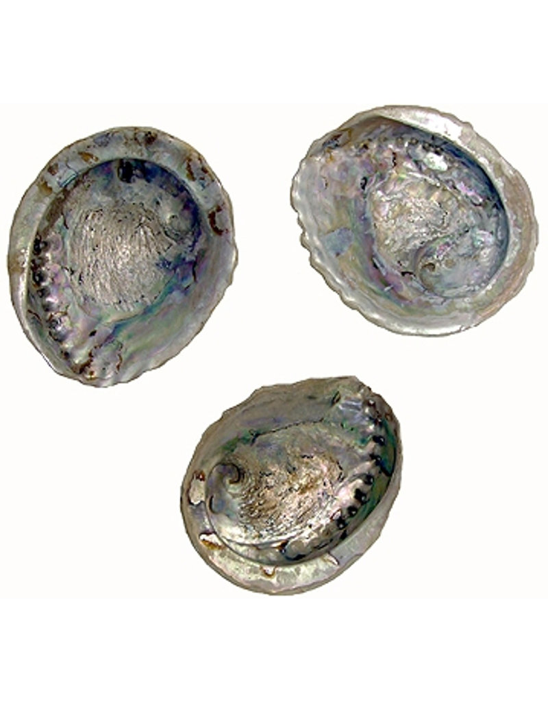 Asst.  Abalone Shells 13 -15 cms