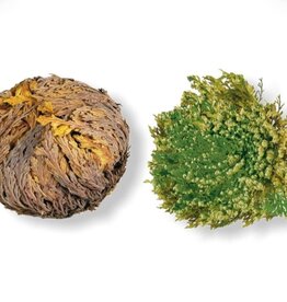 Medium Rose of Jericho - Resurrection Plant